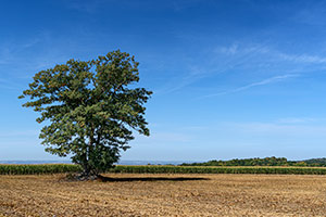 Tree and Horizon by John Solberg