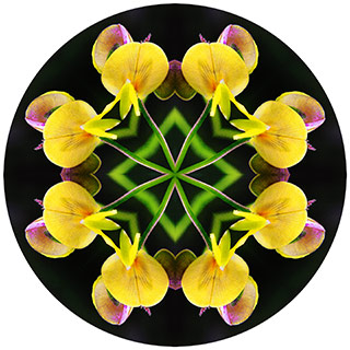 Orchid Mandala by Jane Hopkins