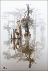 Atchafalaya-Bayou-Early-Morning-Fog by Steve Dent