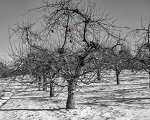 Winter Apples by Don Menges