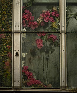 Conservatory Window by Michelle Turner