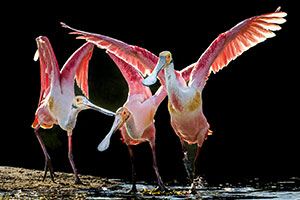 Dancing Spoonbills by Dede Hartung