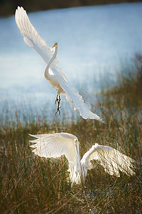 Playful Egrets by Dede Hartung