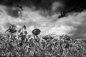 Sunflowers and Sky by Lisa Cook