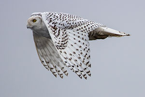 Snow Owl Flight by Colin McCready
