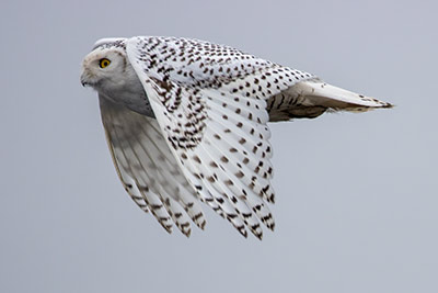 Snowy Owl in Flight by Colin McCready
