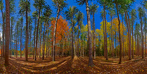 Pine Stand Fall-Letchworth by Sheridan Vincent