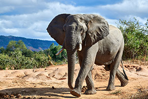 Elephant on the Move by Gary and Myrna Paige