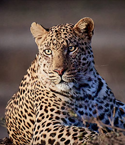 Leopard Portrait by Myrna Paige
