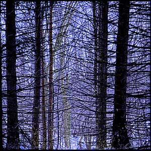 Blue Pines by John Retallack