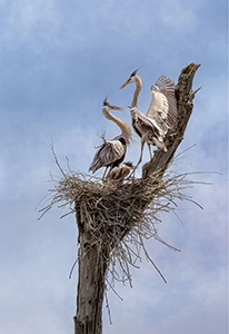 Heron Family by Toni Solpietro