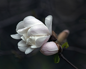 White Magnolia by Luann Pero