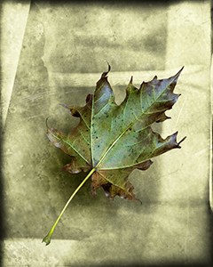 Last Leaf by Don Menges