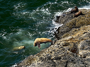 Diving Sealion by Dick Beery