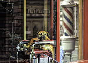 Dog Groomer by Boris Keller