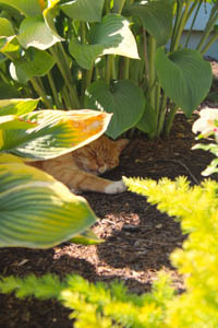 Hosta Cat by Clark Fox