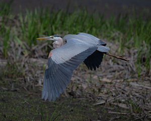 Gliding by Marie Costanza