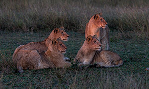 Silent Watchers by Steve Dent