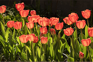 Tulips by Luann Pero