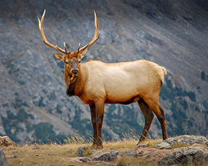 King of the Ridge by Ronald Andrews