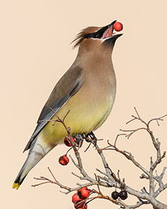 Cedar Waxwings Harvest by Annette Averitt