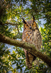 Looking at You by Judith Bock