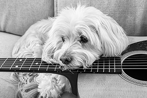 Pet Sounds by Lori Bonati