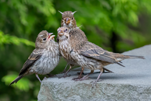 Sibling Dynamics by Marie Costanza
