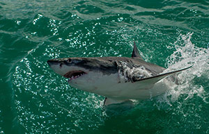 South Africa Great White by Steve Dent