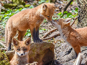 When Mom's Away, The Kits will Play by Randy Fredlund