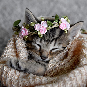 Sleeping Angel by Marie Kraus