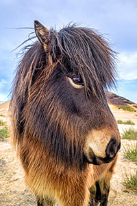 Islandic Wanderer by Patty Singer