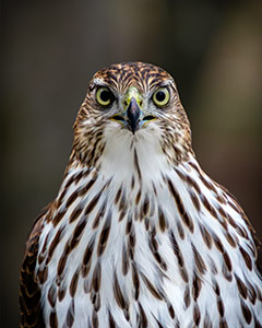 Looking Into My Eyes by Greg Vick