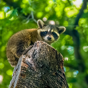 Rocky by Sheridan Vincent
