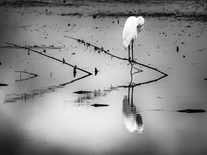 Sorrow by Julie Oldfield
