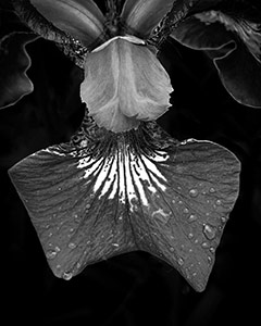 Iris by Lisa Cook